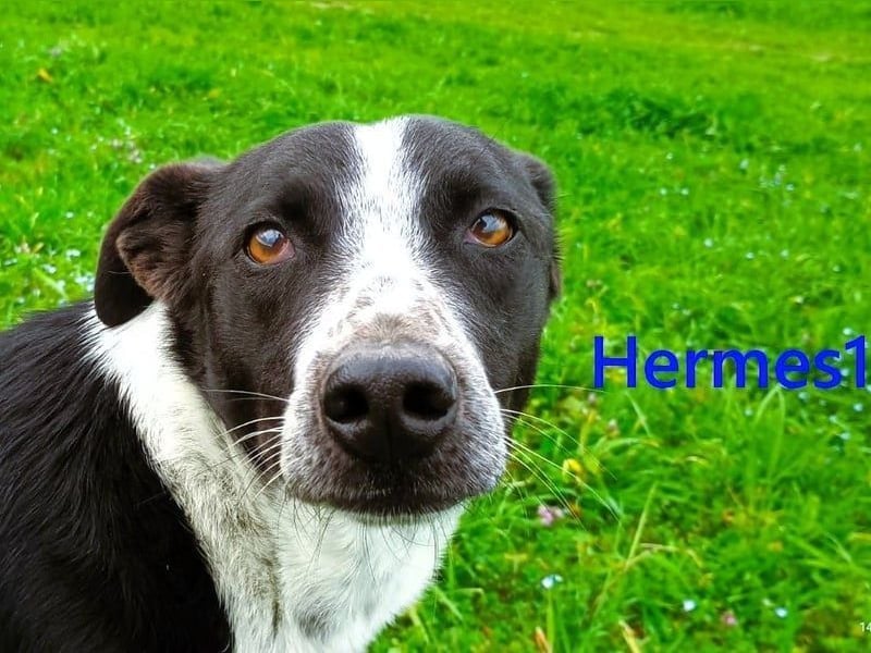 Hermes1 geb. 04/2023 (GRC) - lieber und sozialer Hundemann sucht Körbchen!