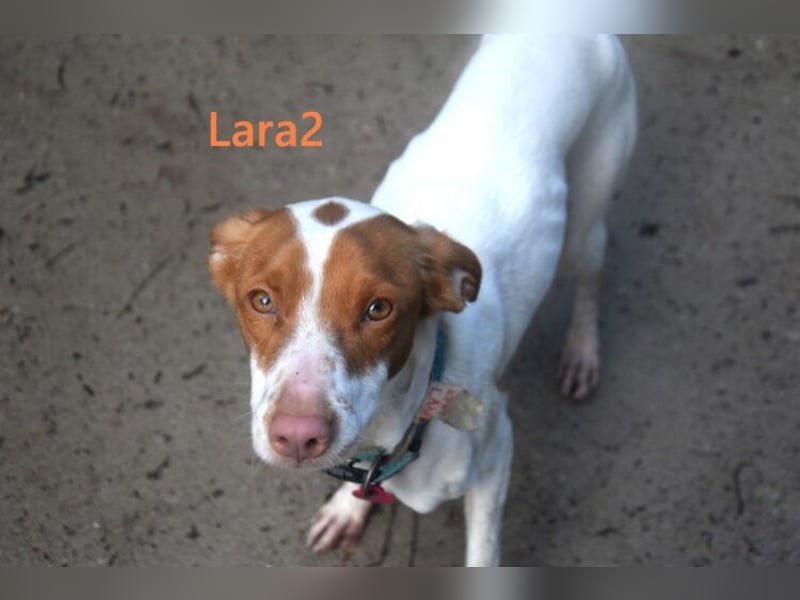 Lara2 geb. 08/2024 (ESP) - soziale und liebevolle Hündin!