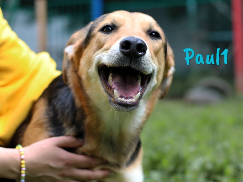 Paul1 geb. 04/2024 - verspielter, menschenbezogener und fröhlicher Junghund!