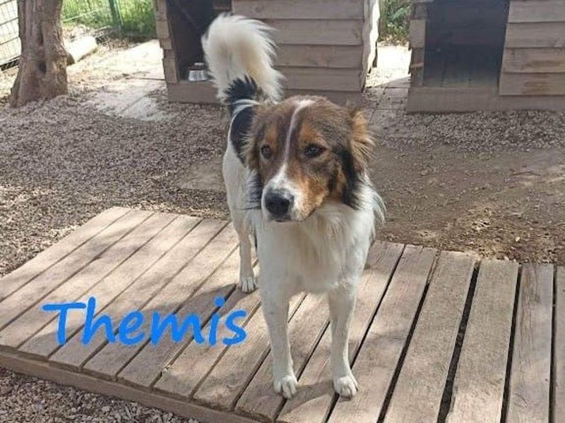 Themis geb. 03/2021 (GRC) - fröhlicher und neugieriger Rüde, ein kleiner Freigeist!