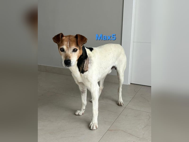 Max5 geb. 04/2022 (ESP) - liebevoller Hundemann verdient seine Chance!