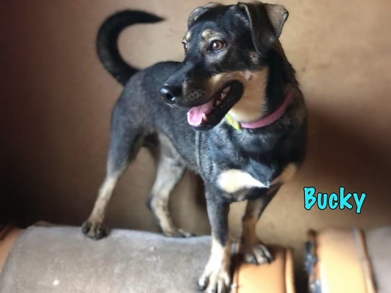 Bucky geb. 12/2021 - lustiger, aktiver und verspielter Outdoor-Begleiter!