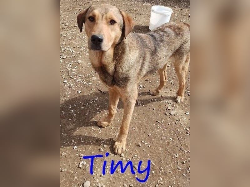 Timy geb. 04/2020 (GRC) - ruhiger und verträglicher Rüde sucht ein entspanntes Zuhause!