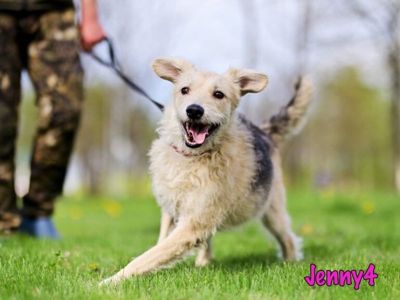 Jenny4 geb. 01/2018 - bezaubernde und super liebe, kleine Wuschelhündin!