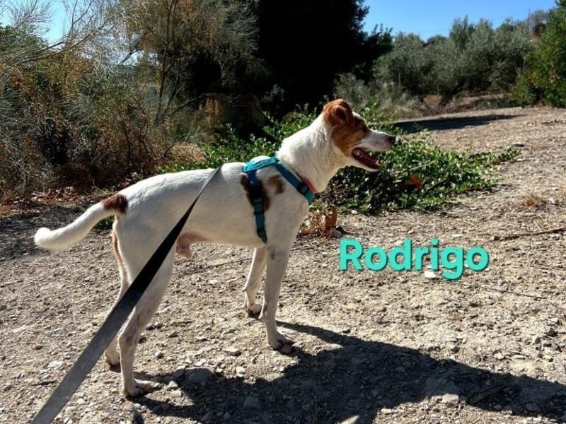 Rodrigo geb. 08/2021 (ESP) - gutmütiger und fröhlicher Hundepartner!
