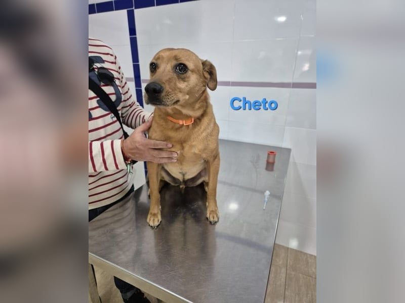 Cheto geb. 02/2020 (ESP) - treuer Hundepartner sucht seine zweite Chance!