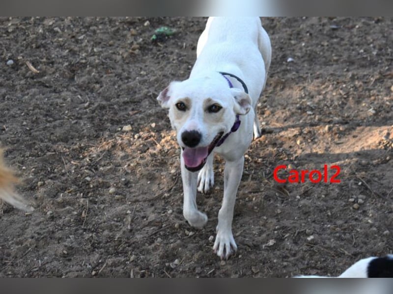 Carol2 geb. 12/2025 (ESP) - zuckersüßes Hundemädchen mit offenem Wesen!