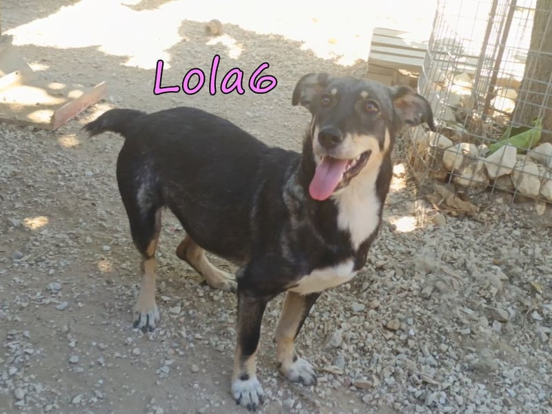 Lola6 geb. 01/2024 (GRC) - fröhliche Hundepartnerin sucht die richtige Familie!