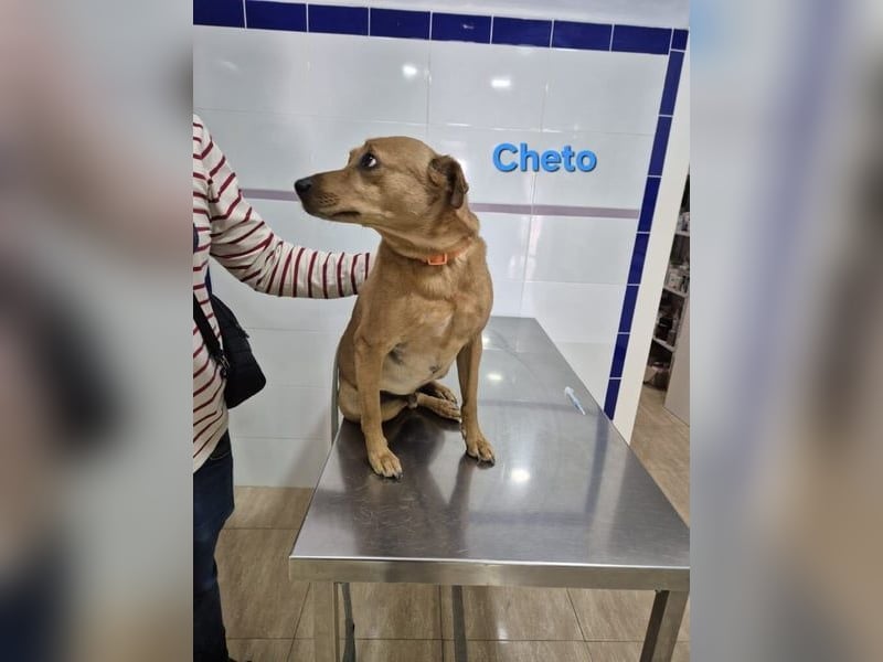 Cheto geb. 02/2020 (ESP) - treuer Hundepartner sucht seine zweite Chance!