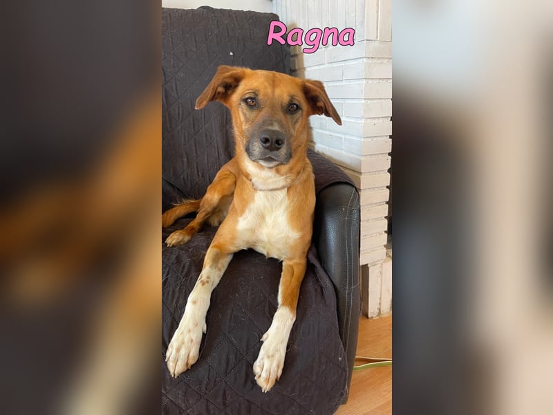 Ragna geb. 01/2025 (ESP) - bildhübsche und gutgelaunte Junghündin auf der Suche!