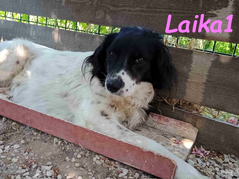 Laika1 geb. 01/2021 (GRC) - liebevolle und wunderschöne Hündin!