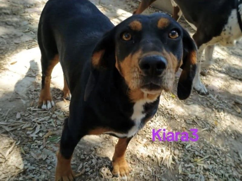 Kiara3 geb. 03/2022 (GRC) - verspielte und verschmuste, bildhübsche junge Hündin!