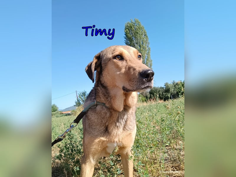 Timy geb. 04/2020 (GRC) - ruhiger und verträglicher Rüde sucht ein entspanntes Zuhause!