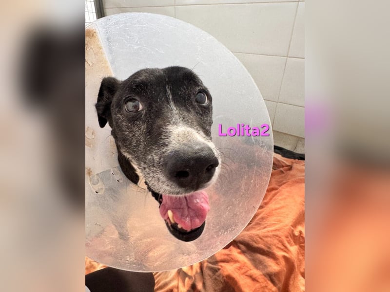 Lolita2 geb. 10/2018 (ESP) - eine unserer emotionalsten Rettungen!