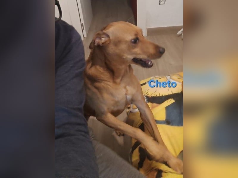 Cheto geb. 02/2020 (ESP) - treuer Hundepartner sucht seine zweite Chance!
