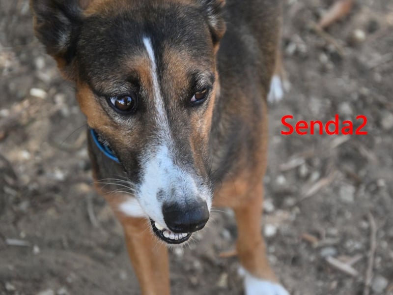 Senda2 geb. 03/2021 (ESP) - freundliche, soziale und sehr süße Hündin!