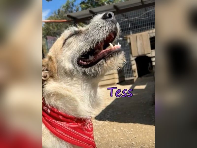 Tess geb. 12/2023 (GRC) - liebe und soziale Junghündin sucht ebensolche Menschen!