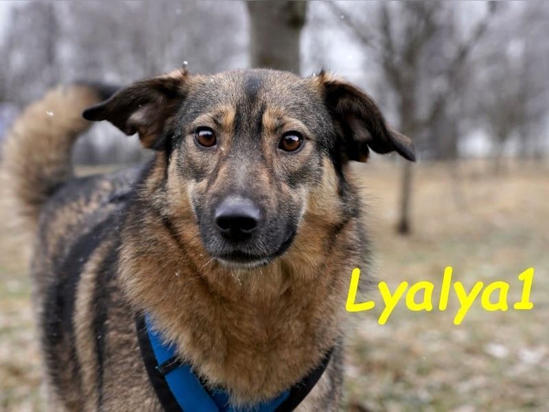 Lyalya1 geb. 06/2022 - zuneigungsvolle Hündin mit einer ganz besonderen Ausstrahlung!