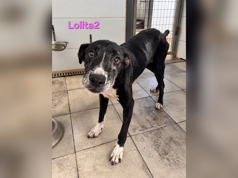 Lolita2 geb. 10/2018 (ESP) - eine unserer emotionalsten Rettungen!