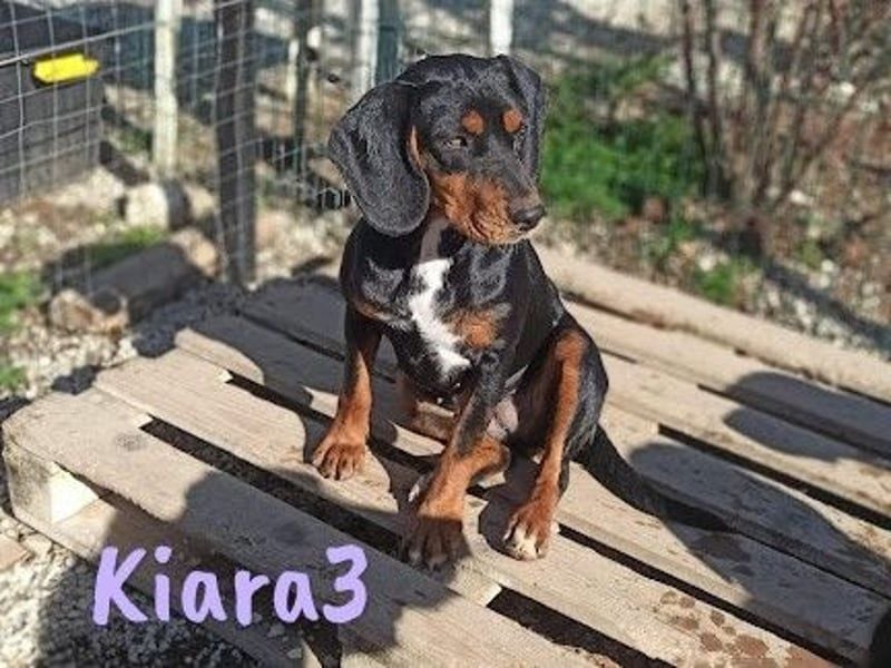 Kiara3 geb. 03/2022 (GRC) - verspielte und verschmuste, bildhübsche junge Hündin!