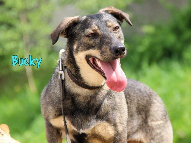 Bucky geb. 12/2021 - lustiger, aktiver und verspielter Outdoor-Begleiter!