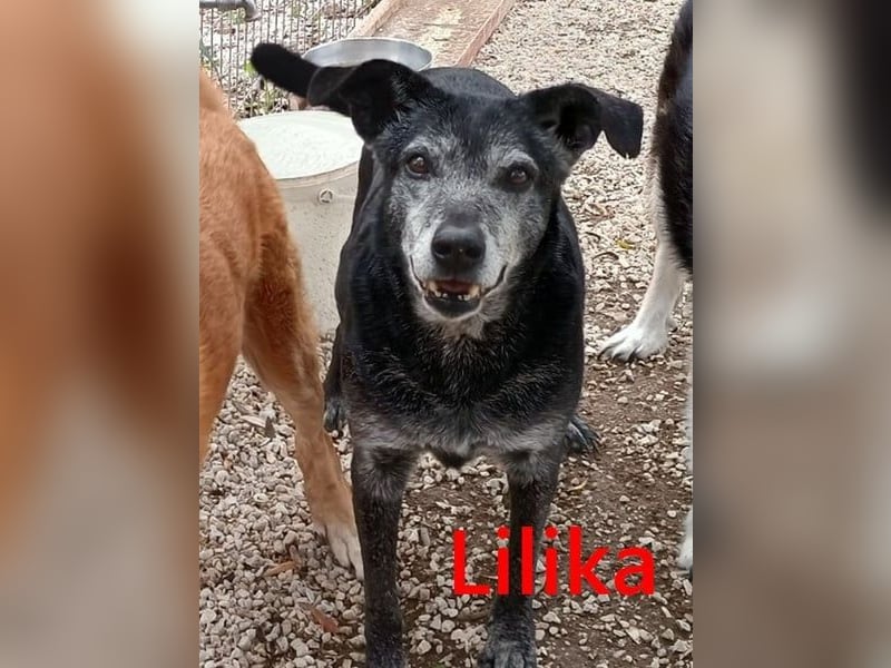 Lilika geb. 06/2016 (GRC) - sensilbe Hündin sucht geduldige Menschen und ein sicheres Zuhause!