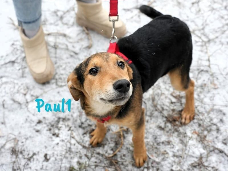 Paul1 geb. 04/2024 - verspielter, menschenbezogener und fröhlicher Junghund!