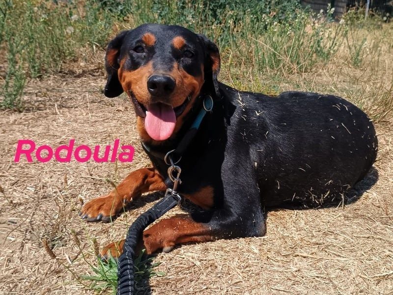 Rodoula geb. 2018 (GRC) - sehr ruhige und gelassene, süße und soziale Hündin!
