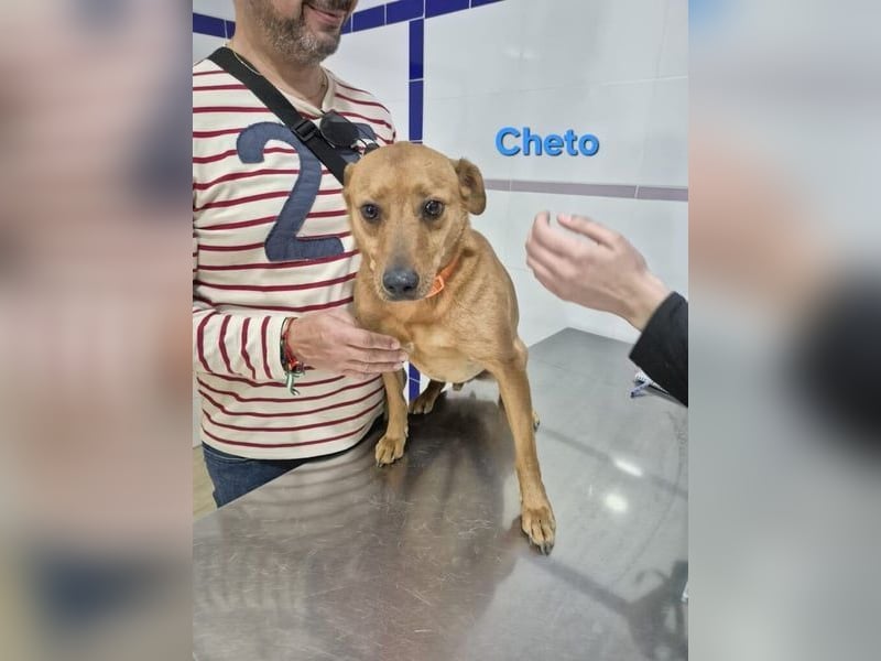 Cheto geb. 02/2020 (ESP) - treuer Hundepartner sucht seine zweite Chance!