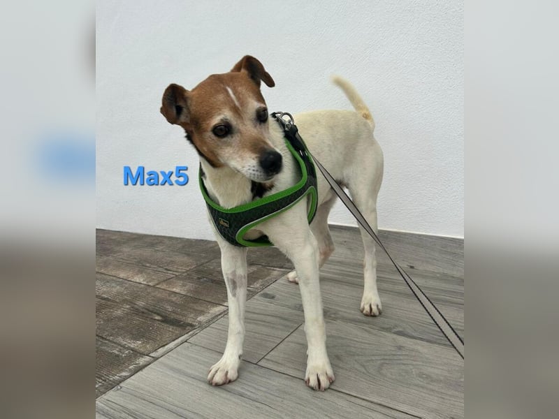 Max5 geb. 04/2022 (ESP) - liebevoller Hundemann verdient seine Chance!
