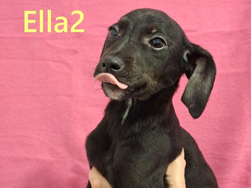 Ella2 geb. 09/2025 (GRC) - bezaubernde, liebe Welpin!