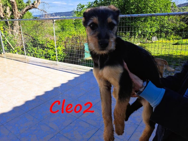 Cleo2 geb. 01/2025 (GRC) - süße und neugierige, kleine Welpin!