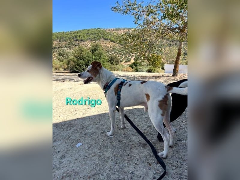 Rodrigo geb. 08/2021 (ESP) - gutmütiger und fröhlicher Hundepartner!