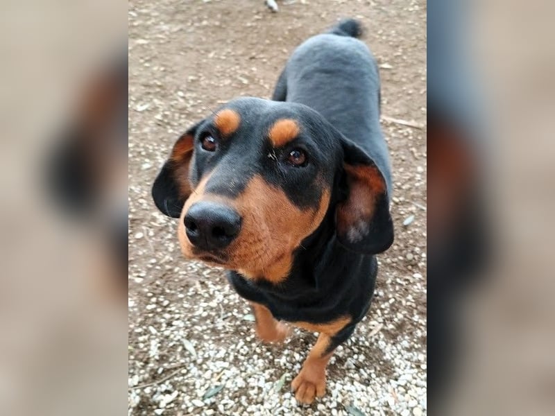 Rodoula geb. 2018 (GRC) - sehr ruhige und gelassene, süße und soziale Hündin! Rodoula geb. 2018 (GRC) - sehr ruhige und gelassene, süße und soziale Hündin!