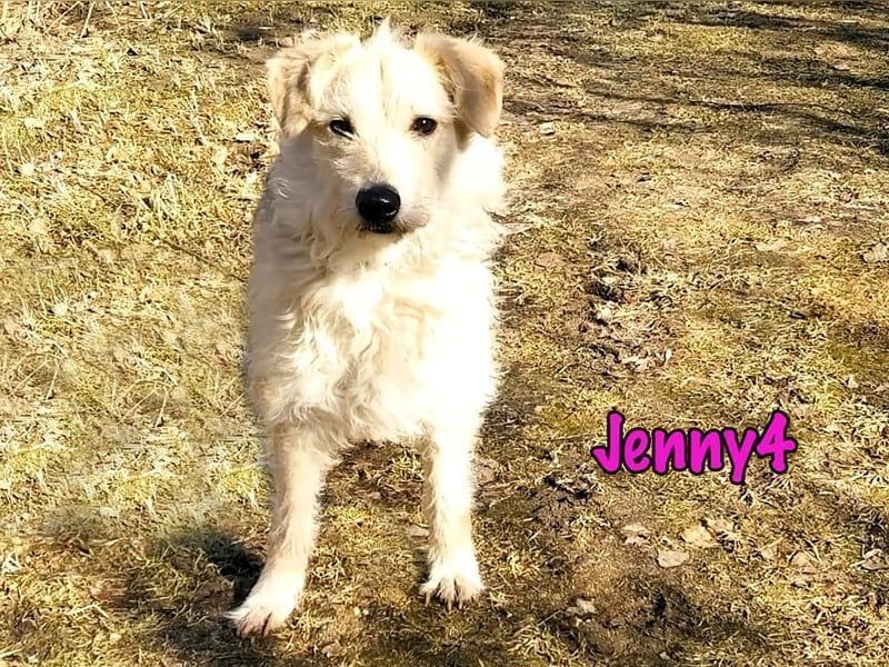 Jenny4 geb. 01/2018 - bezaubernde und super liebe, kleine Wuschelhündin!