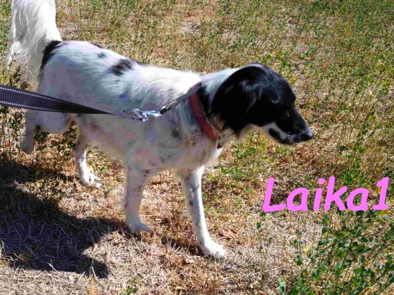 Laika1 geb. 01/2021 (GRC) - liebevolle und wunderschöne Hündin!