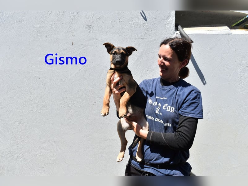 Gismo geb. 01/2026 (ESP) - charmanter, verspielter Welpe sucht sein Körbchen!