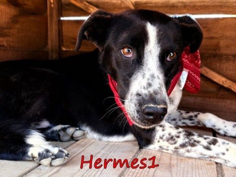Hermes1 geb. 04/2023 (GRC) - lieber und sozialer Hundemann sucht Körbchen!