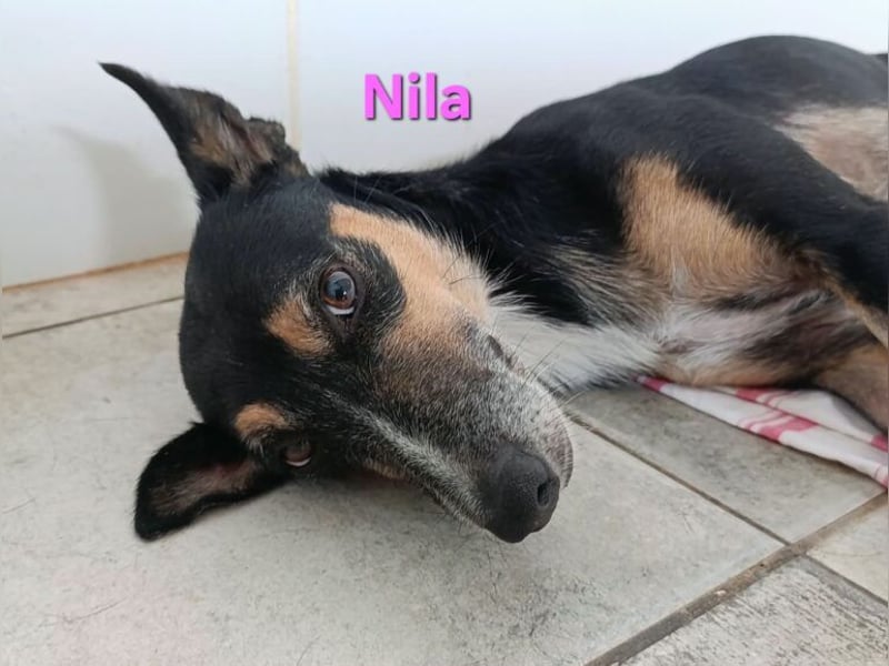 Nila geb. 08/2020 (ESP) - unkomplizierte und freundliche Traumhündin!