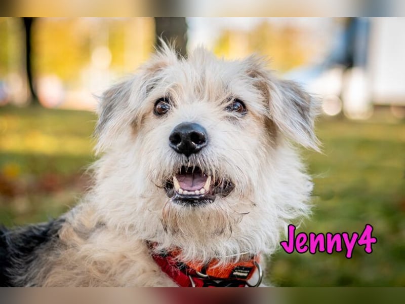 Jenny4 geb. 01/2018 - bezaubernde und super liebe, kleine Wuschelhündin!