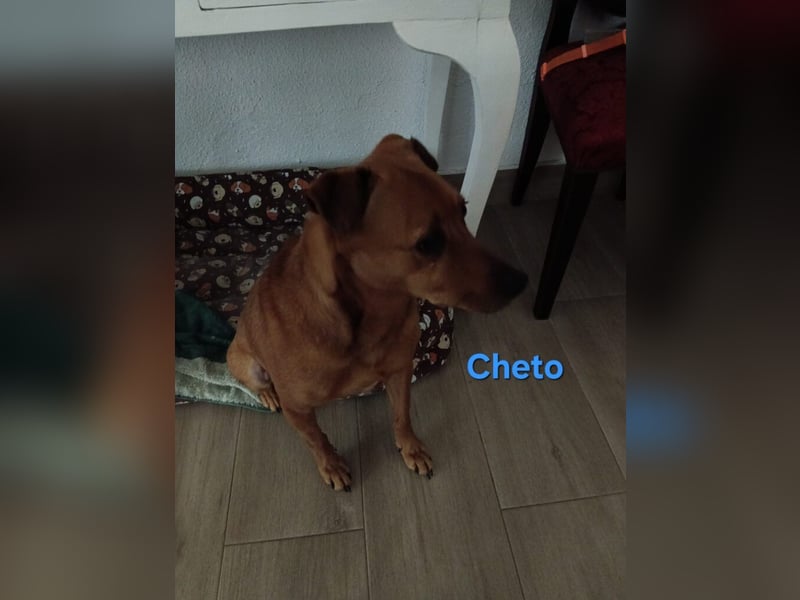 Cheto geb. 02/2020 (ESP) - treuer Hundepartner sucht seine zweite Chance!