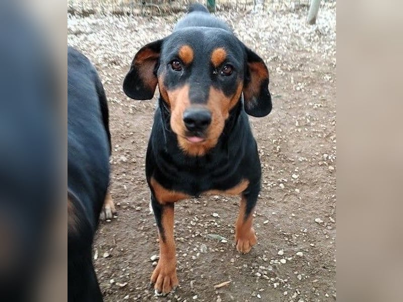 Rodoula geb. 2018 (GRC) - sehr ruhige und gelassene, süße und soziale Hündin!