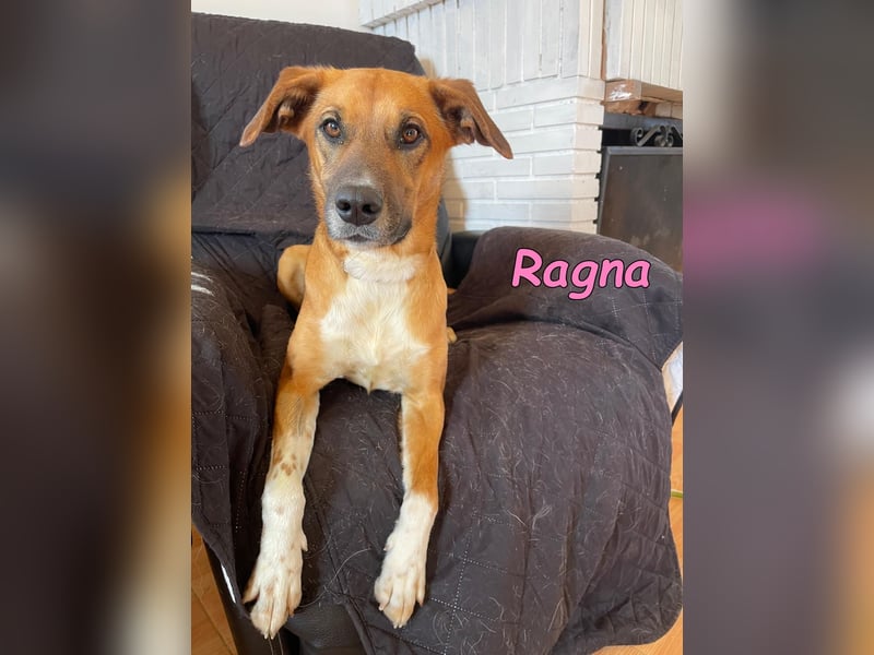 Ragna geb. 01/2025 (ESP) - bildhübsche und gutgelaunte Junghündin auf der Suche!