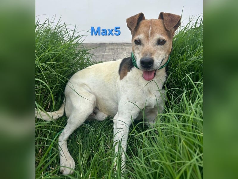 Max5 geb. 04/2022 (ESP) - liebevoller Hundemann verdient seine Chance!