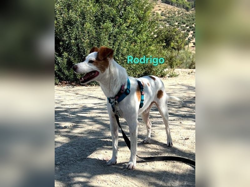 Rodrigo geb. 08/2021 (ESP) - gutmütiger und fröhlicher Hundepartner!