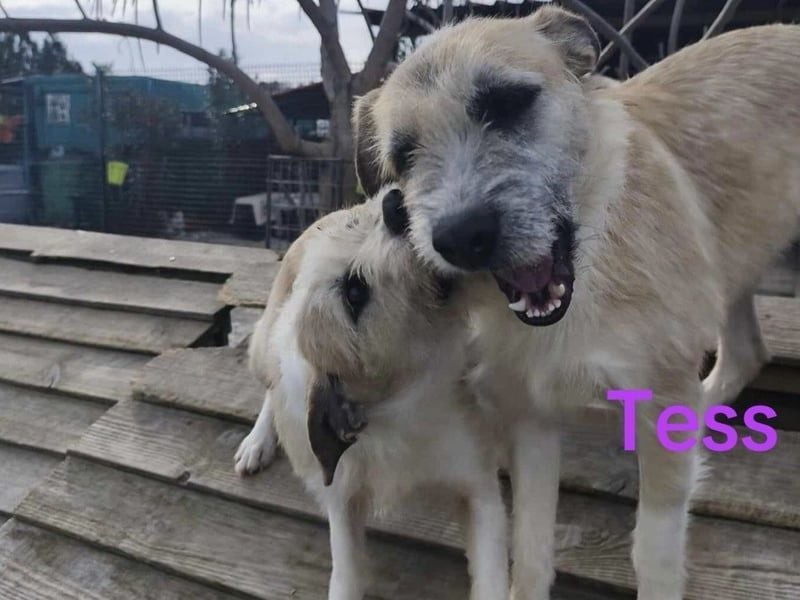 Tess geb. 12/2023 (GRC) - liebe und soziale Junghündin sucht ebensolche Menschen!