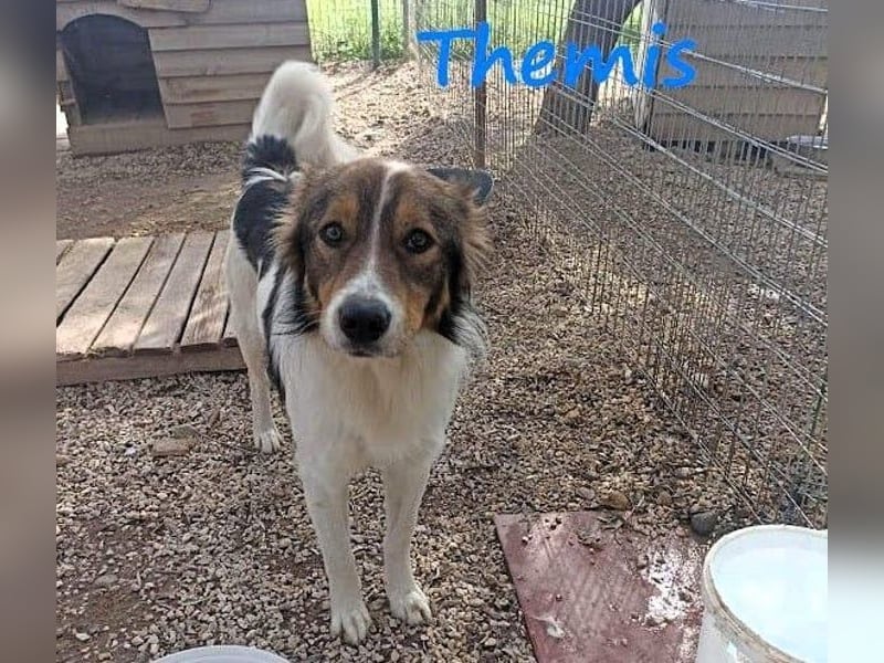 Themis geb. 03/2021 (GRC) - fröhlicher und neugieriger Rüde, ein kleiner Freigeist!
