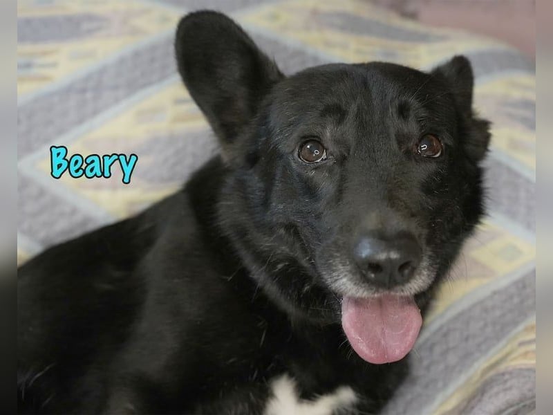 Beary geb. 01/2020 - sanfter und ruhiger kleiner Schatz sucht ruhiges Zuhause!