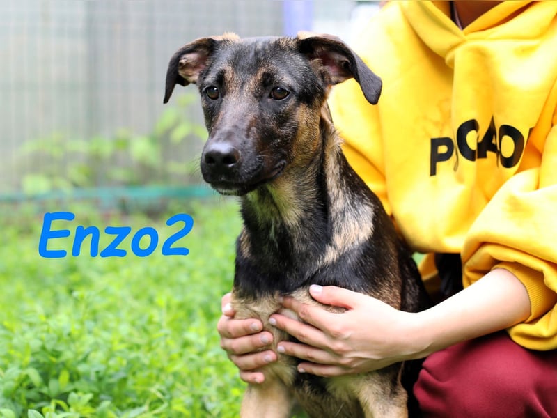 Enzo2 geb. 04/2024 - liebevoller, geselliger und verträglicher Junghund!