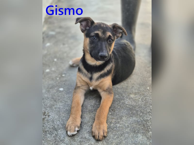 Gismo geb. 01/2026 (ESP) - charmanter, verspielter Welpe sucht sein Körbchen!